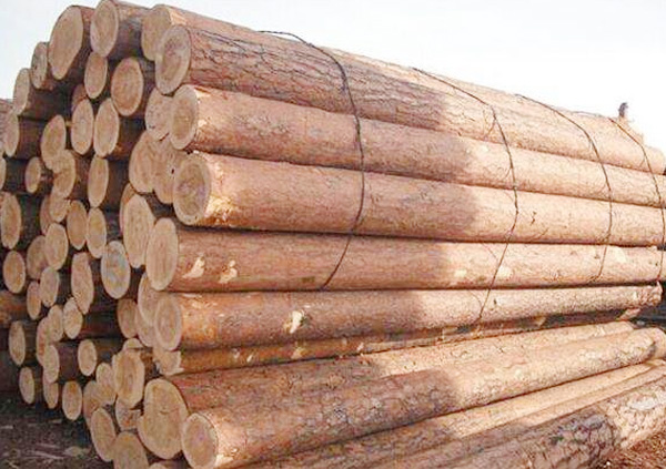 Russian imports of Pinus sylvestris var. mongolica 3m/4m/5m wood