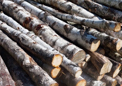 Russian imported birch logs